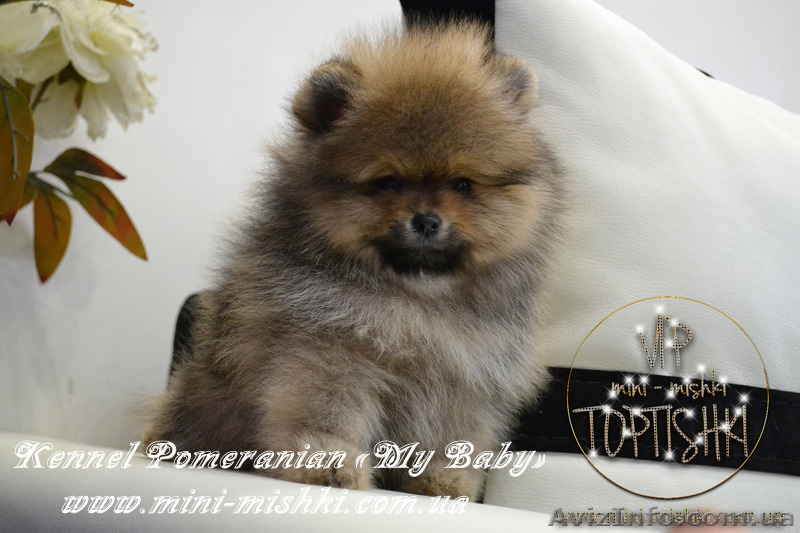 Элитные щенки карликового померанского шпица от питомника «My Baby» - <ro>Изображение</ro><ru>Изображение</ru> #8, <ru>Объявление</ru> #1245253