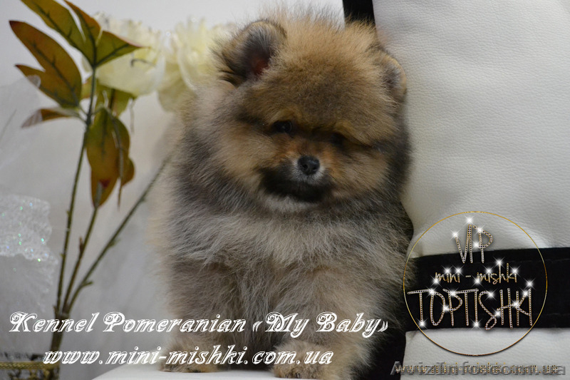Элитные щенки карликового померанского шпица от питомника «My Baby» - <ro>Изображение</ro><ru>Изображение</ru> #7, <ru>Объявление</ru> #1245253