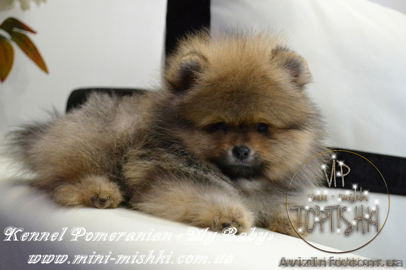 Элитные щенки карликового померанского шпица от питомника «My Baby» - <ro>Изображение</ro><ru>Изображение</ru> #6, <ru>Объявление</ru> #1245253