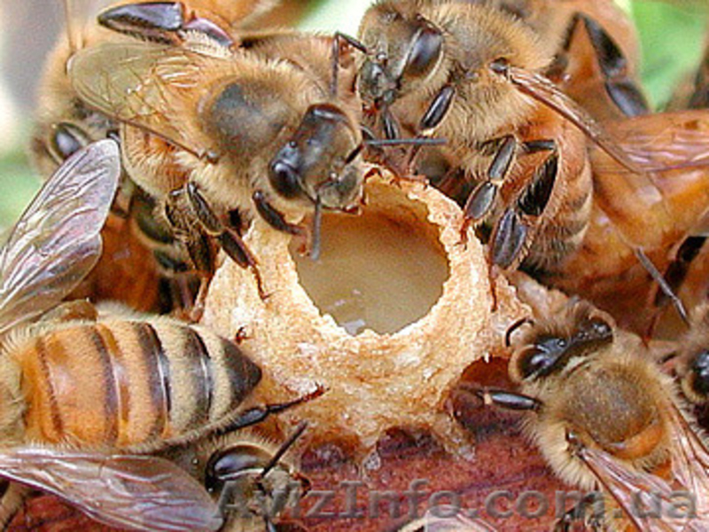 Маточне молочко - <ro>Изображение</ro><ru>Изображение</ru> #3, <ru>Объявление</ru> #1246240