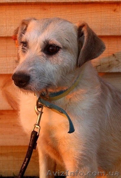 Дівчинка Маша шукає собі господаря - <ro>Изображение</ro><ru>Изображение</ru> #4, <ru>Объявление</ru> #1259457