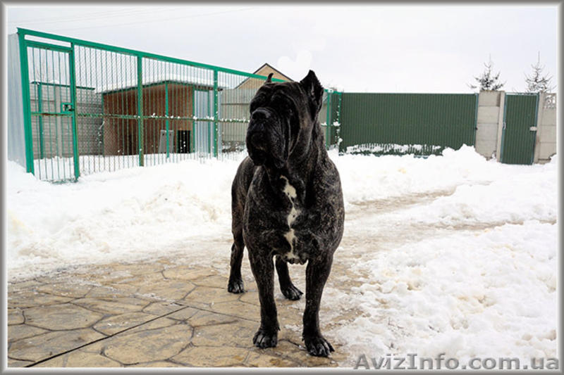 Кане корсо - звездный помет . - <ro>Изображение</ro><ru>Изображение</ru> #3, <ru>Объявление</ru> #1265007