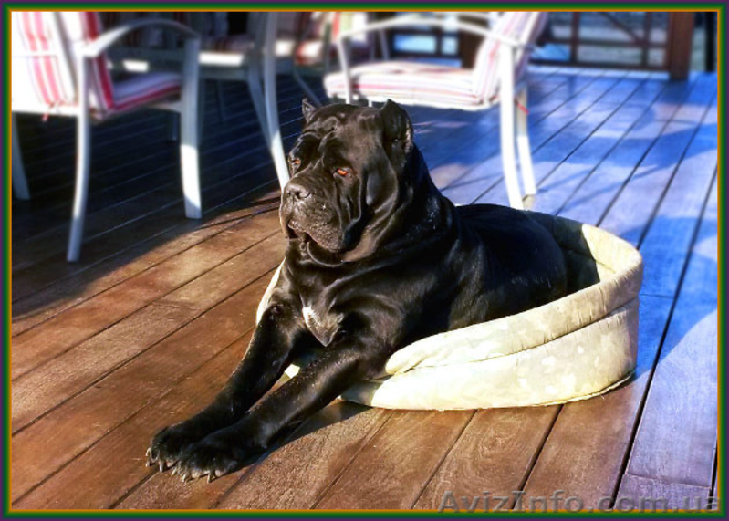 Кане корсо - звездный помет от чемпионов. - <ro>Изображение</ro><ru>Изображение</ru> #2, <ru>Объявление</ru> #1259234