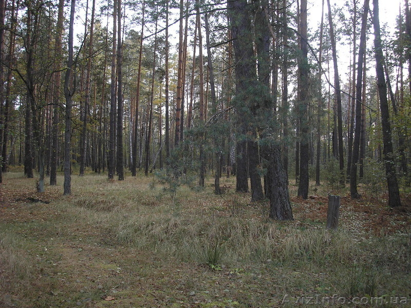 Срочная продажа !!! Земельный участок возле леса. Почти даром !!! - <ro>Изображение</ro><ru>Изображение</ru> #3, <ru>Объявление</ru> #1261823