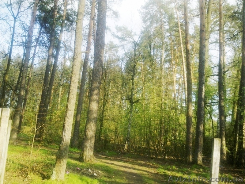 Срочная продажа !!! Земельный участок возле леса. Почти даром !!! - <ro>Изображение</ro><ru>Изображение</ru> #4, <ru>Объявление</ru> #1261823