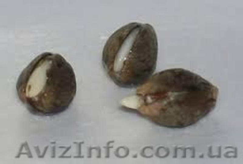 Семена каннабиса - <ro>Изображение</ro><ru>Изображение</ru> #3, <ru>Объявление</ru> #1270716