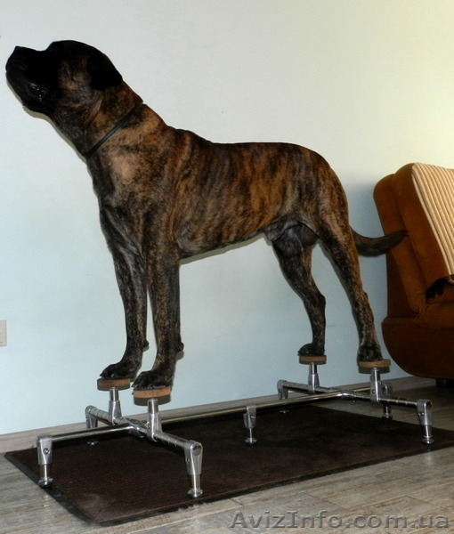 Тренажер для подготовки собак к выставкам - Happy Legs (Хэппи Легс) - <ro>Изображение</ro><ru>Изображение</ru> #6, <ru>Объявление</ru> #1277172