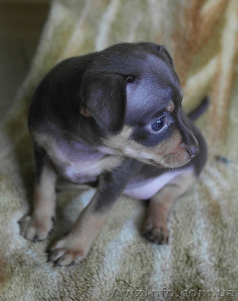 Щенки той-терьер, мама голубого окраса, документы - <ro>Изображение</ro><ru>Изображение</ru> #6, <ru>Объявление</ru> #1277261