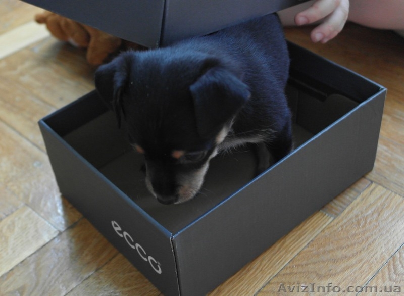 Щенки той-терьер, мама голубого окраса, документы - <ro>Изображение</ro><ru>Изображение</ru> #5, <ru>Объявление</ru> #1277261