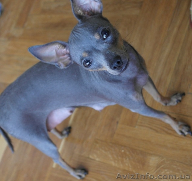 Щенки той-терьер, мама голубого окраса, документы - <ro>Изображение</ro><ru>Изображение</ru> #4, <ru>Объявление</ru> #1277261
