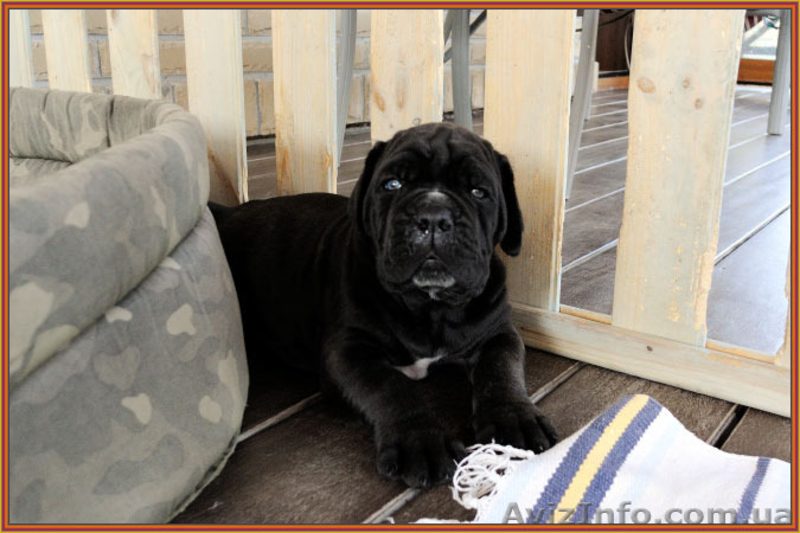 Кане корсо - звездный помет от двух чемпионов. - <ro>Изображение</ro><ru>Изображение</ru> #9, <ru>Объявление</ru> #1256489