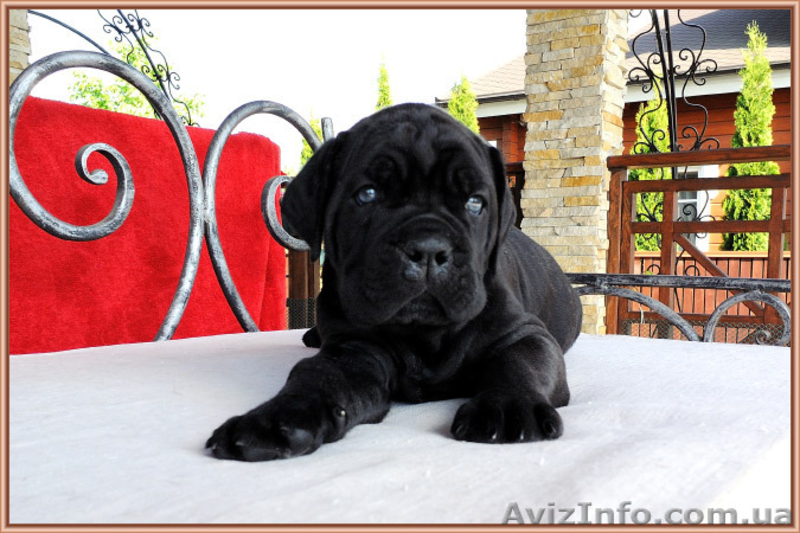 Кане корсо - звездный помет от двух чемпионов. - <ro>Изображение</ro><ru>Изображение</ru> #7, <ru>Объявление</ru> #1256489