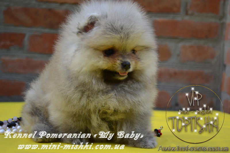 Щенки карликового Померанского шпица тип-Мишки!! - <ro>Изображение</ro><ru>Изображение</ru> #1, <ru>Объявление</ru> #1274873