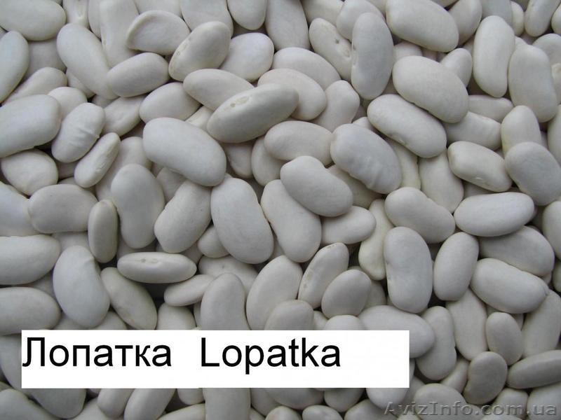 Продаём экологически чистую фасоль  из  Киргизии!!! - <ro>Изображение</ro><ru>Изображение</ru> #2, <ru>Объявление</ru> #1274526
