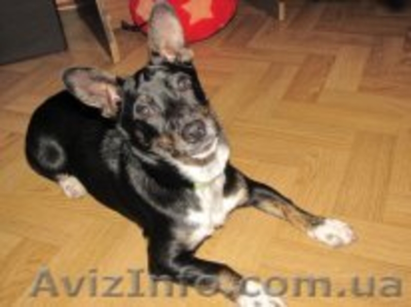 ОТДАМ собачку в добрые руки. - <ro>Изображение</ro><ru>Изображение</ru> #1, <ru>Объявление</ru> #1277805