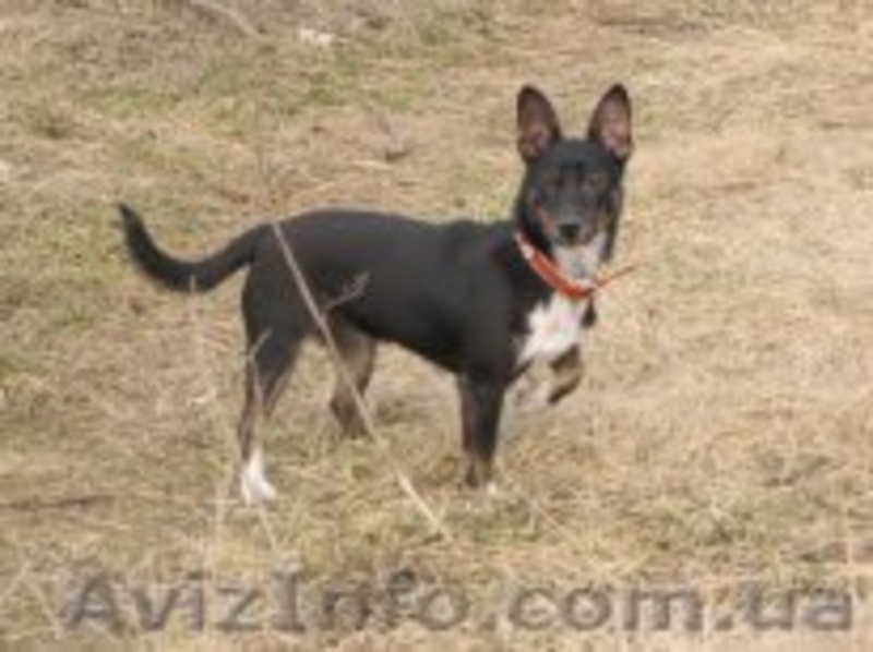 ОТДАМ собачку в добрые руки. - <ro>Изображение</ro><ru>Изображение</ru> #4, <ru>Объявление</ru> #1277805