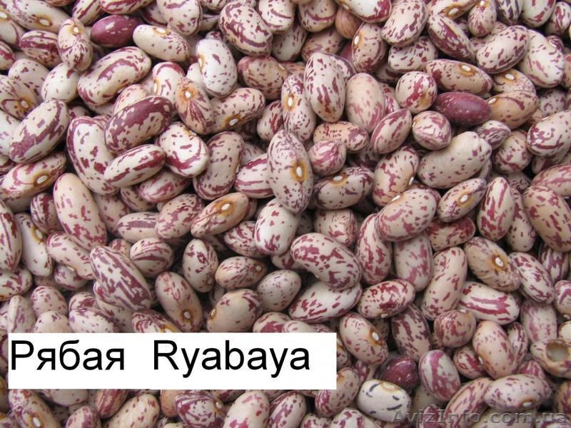 Продаём экологически чистую фасоль  из  Киргизии!!! - <ro>Изображение</ro><ru>Изображение</ru> #3, <ru>Объявление</ru> #1274526