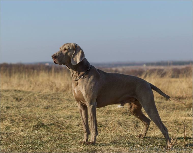 Щенки Веймаранера, 5 мальчиков. - <ro>Изображение</ro><ru>Изображение</ru> #4, <ru>Объявление</ru> #1283520