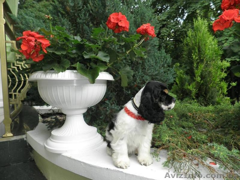 Американский кокер спаниель.КСУ-FCI. - <ro>Изображение</ro><ru>Изображение</ru> #4, <ru>Объявление</ru> #1285343