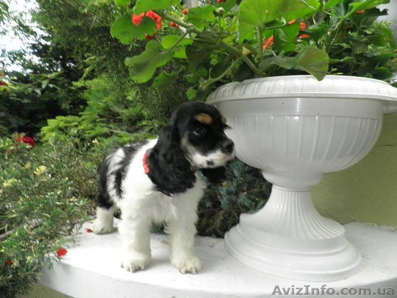 Американский кокер спаниель.КСУ-FCI. - <ro>Изображение</ro><ru>Изображение</ru> #2, <ru>Объявление</ru> #1285343