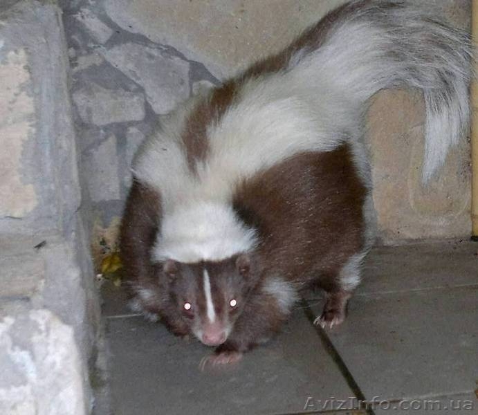 Купить Скунса белого, полосатого, коричневого можно у нас. Продам скунса - <ro>Изображение</ro><ru>Изображение</ru> #2, <ru>Объявление</ru> #1296285