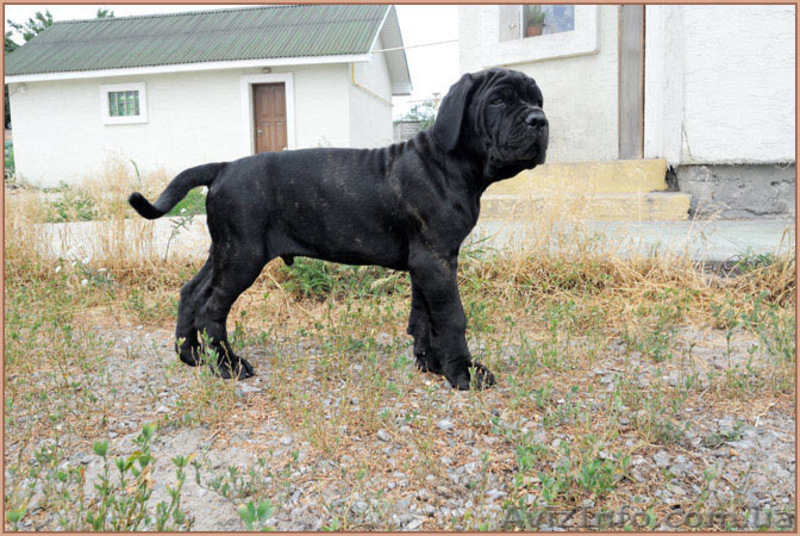 Кане корсо - щенки шоу-класса от двух чемпионов. - <ro>Изображение</ro><ru>Изображение</ru> #2, <ru>Объявление</ru> #1284924