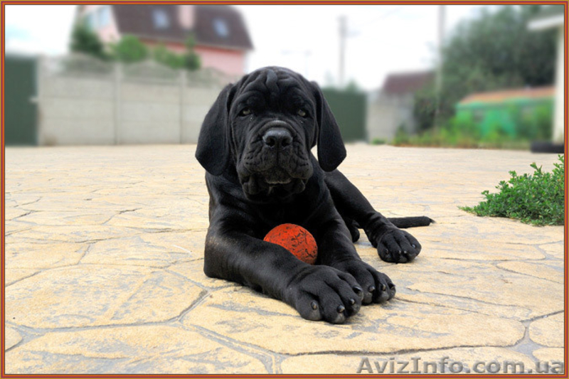 Кане корсо - щенки шоу-класса от двух чемпионов. - <ro>Изображение</ro><ru>Изображение</ru> #4, <ru>Объявление</ru> #1284924