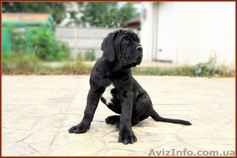 Кане корсо - щенки шоу-класса от двух чемпионов. - <ro>Изображение</ro><ru>Изображение</ru> #5, <ru>Объявление</ru> #1284924