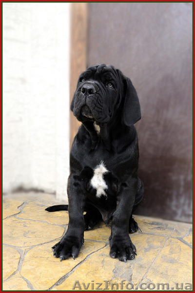 Кане корсо - щенки шоу-класса от двух чемпионов. - <ro>Изображение</ro><ru>Изображение</ru> #6, <ru>Объявление</ru> #1284924