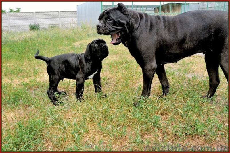 Кане корсо - щенки шоу-класса от двух чемпионов. - <ro>Изображение</ro><ru>Изображение</ru> #7, <ru>Объявление</ru> #1284924