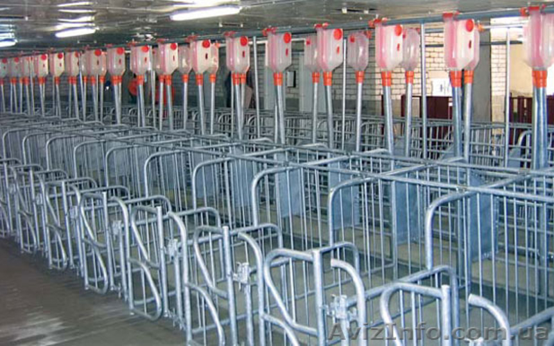 продаю станки для осеменения и опороса свиноматок - <ro>Изображение</ro><ru>Изображение</ru> #2, <ru>Объявление</ru> #1293301