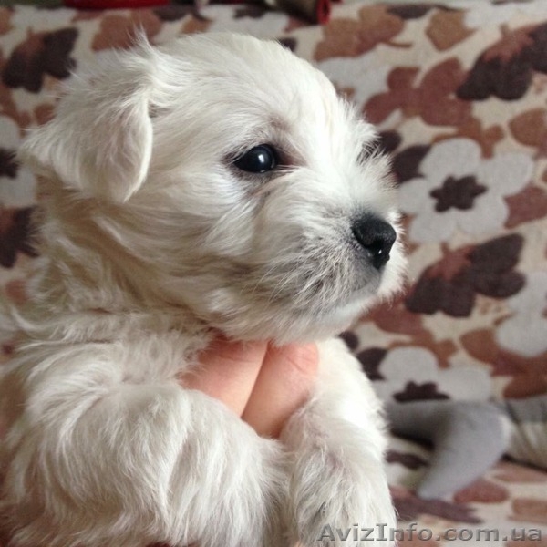 Продаются Westhighland white terrier (Вестик) - <ro>Изображение</ro><ru>Изображение</ru> #2, <ru>Объявление</ru> #1283776