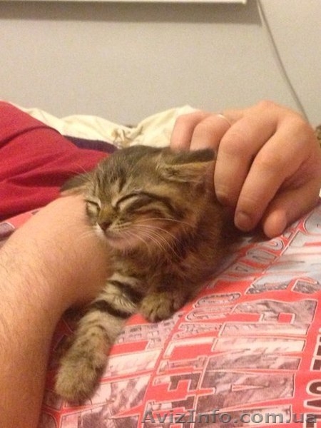 Срочно отдам в добрые руки котенка - <ro>Изображение</ro><ru>Изображение</ru> #2, <ru>Объявление</ru> #1284825