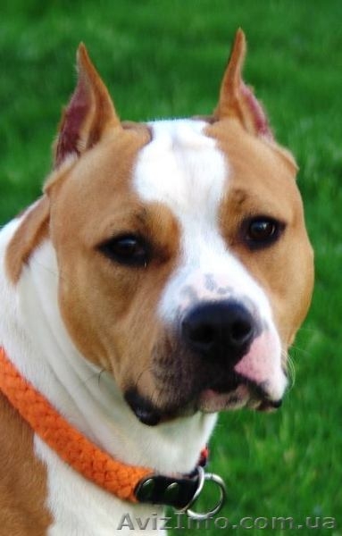 Резервирование высокопородных щенков амстаффа  - <ro>Изображение</ro><ru>Изображение</ru> #4, <ru>Объявление</ru> #1306445