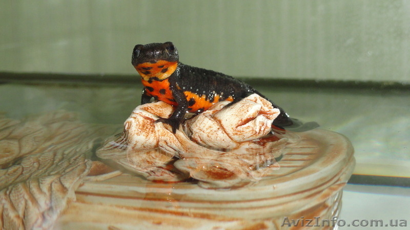 Аквариумный огненнобрюхий тритон! Доставка по всей Украине!  - <ro>Изображение</ro><ru>Изображение</ru> #8, <ru>Объявление</ru> #1305873