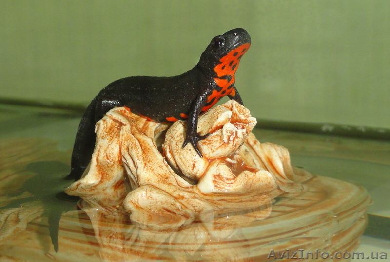 Аквариумный огненнобрюхий тритон! Доставка по всей Украине!  - <ro>Изображение</ro><ru>Изображение</ru> #4, <ru>Объявление</ru> #1305873