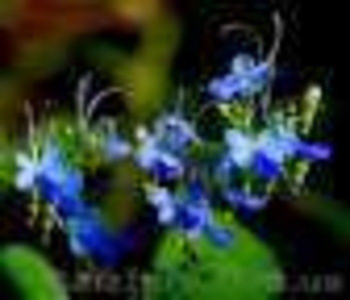 Экзотика! Азистазия пестролистная с бутонами! клеродендрумы - <ro>Изображение</ro><ru>Изображение</ru> #6, <ru>Объявление</ru> #1301005