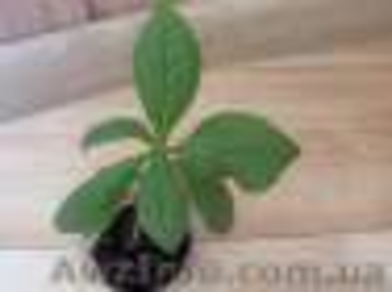 Экзотика! Азистазия пестролистная с бутонами! клеродендрумы - <ro>Изображение</ro><ru>Изображение</ru> #4, <ru>Объявление</ru> #1301005