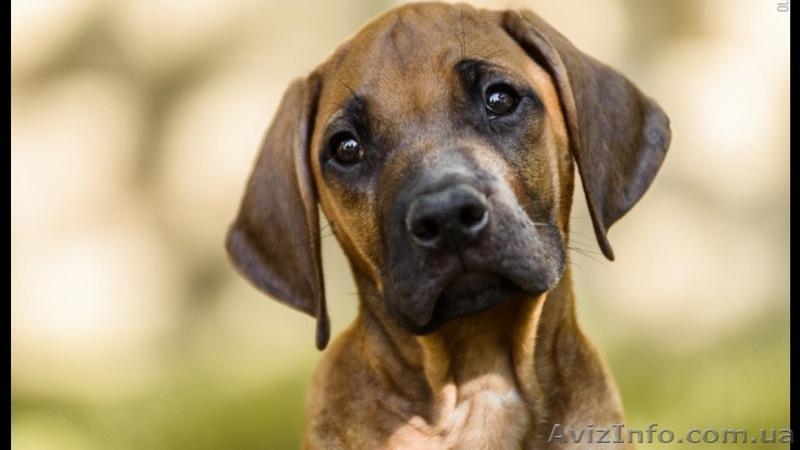 Питомник Red Hot Line предлагает к резервированию щенка  риджбека - <ro>Изображение</ro><ru>Изображение</ru> #1, <ru>Объявление</ru> #1299891