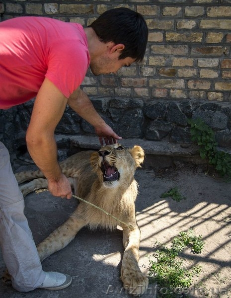 Молодой лев. Продается восхитительный лев - <ro>Изображение</ro><ru>Изображение</ru> #2, <ru>Объявление</ru> #1303606