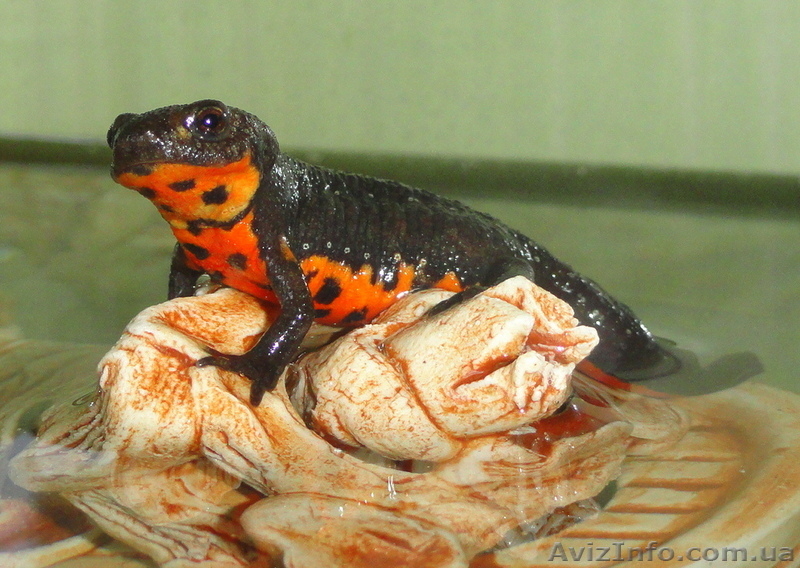 Аквариумный огненнобрюхий тритон! Доставка по всей Украине!  - <ro>Изображение</ro><ru>Изображение</ru> #7, <ru>Объявление</ru> #1305873