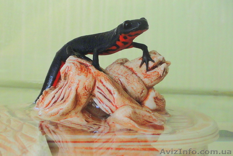 Аквариумный огненнобрюхий тритон! Доставка по всей Украине!  - <ro>Изображение</ro><ru>Изображение</ru> #5, <ru>Объявление</ru> #1305873