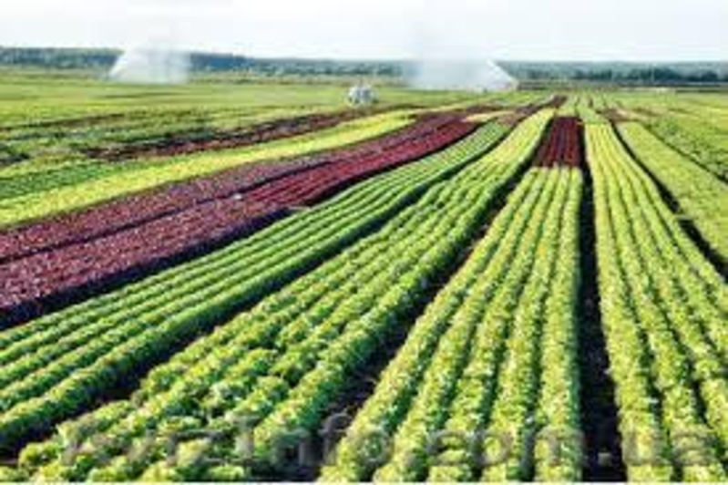 Купить чернозем Киев и Киевская область недорого доставка - <ro>Изображение</ro><ru>Изображение</ru> #7, <ru>Объявление</ru> #1295210