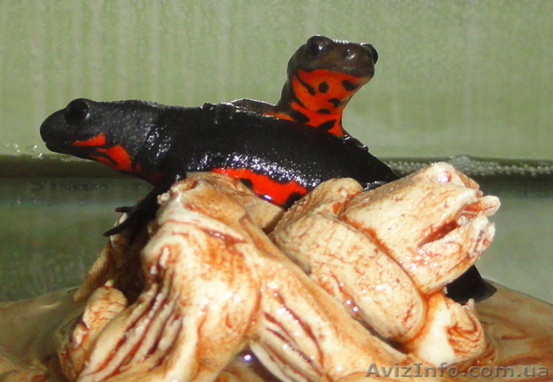 Аквариумный огненнобрюхий тритон! Доставка по всей Украине!  - <ro>Изображение</ro><ru>Изображение</ru> #9, <ru>Объявление</ru> #1305873