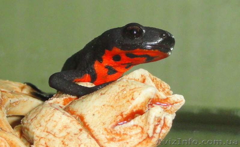 Аквариумный огненнобрюхий тритон! Доставка по всей Украине!  - <ro>Изображение</ro><ru>Изображение</ru> #6, <ru>Объявление</ru> #1305873