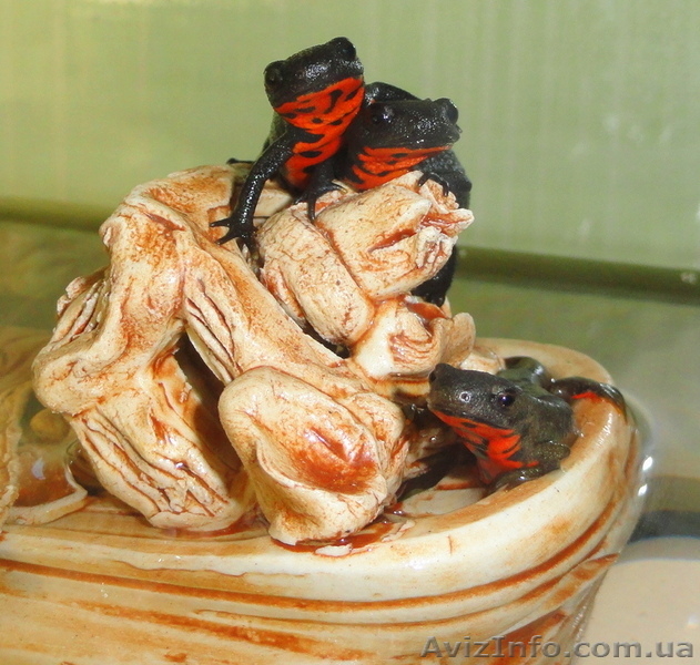 Аквариумный огненнобрюхий тритон! Доставка по всей Украине!  - <ro>Изображение</ro><ru>Изображение</ru> #3, <ru>Объявление</ru> #1305873