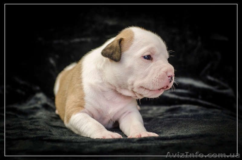 Щенки от Чемпионов Американский Стаффордширский Терьер(девочки). - <ro>Изображение</ro><ru>Изображение</ru> #1, <ru>Объявление</ru> #305088