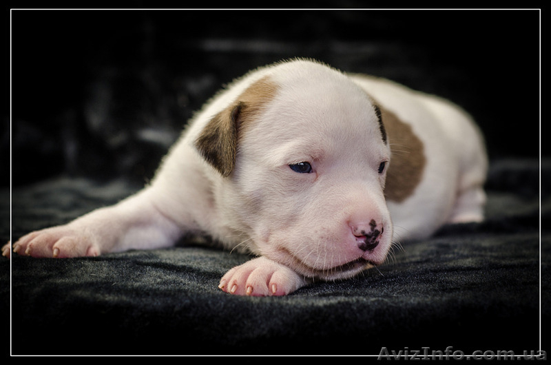 Резервирование высокопородных щенков амстаффа  - <ro>Изображение</ro><ru>Изображение</ru> #2, <ru>Объявление</ru> #1306445