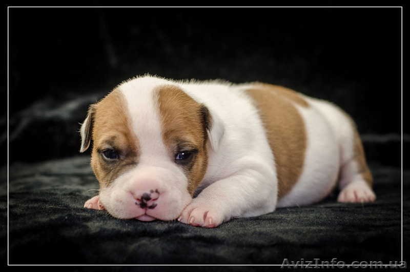 Резервирование высокопородных щенков амстаффа  - <ro>Изображение</ro><ru>Изображение</ru> #6, <ru>Объявление</ru> #1306445