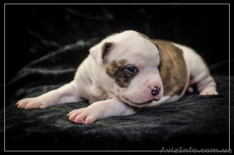 Резервирование высокопородных щенков амстаффа  - <ro>Изображение</ro><ru>Изображение</ru> #5, <ru>Объявление</ru> #1306445